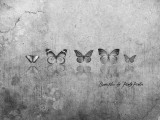 Butterflies by Pinky Pinkee