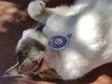 Mj forumowy kot:)